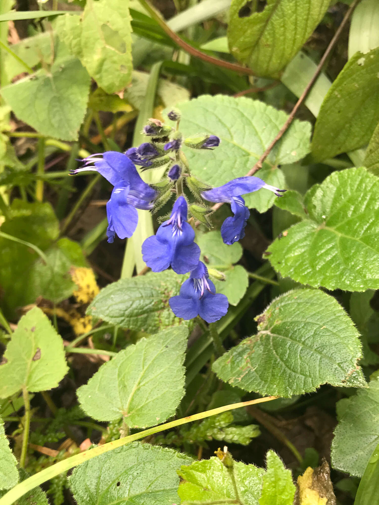 Salvia scutellarioides Kunth resmi