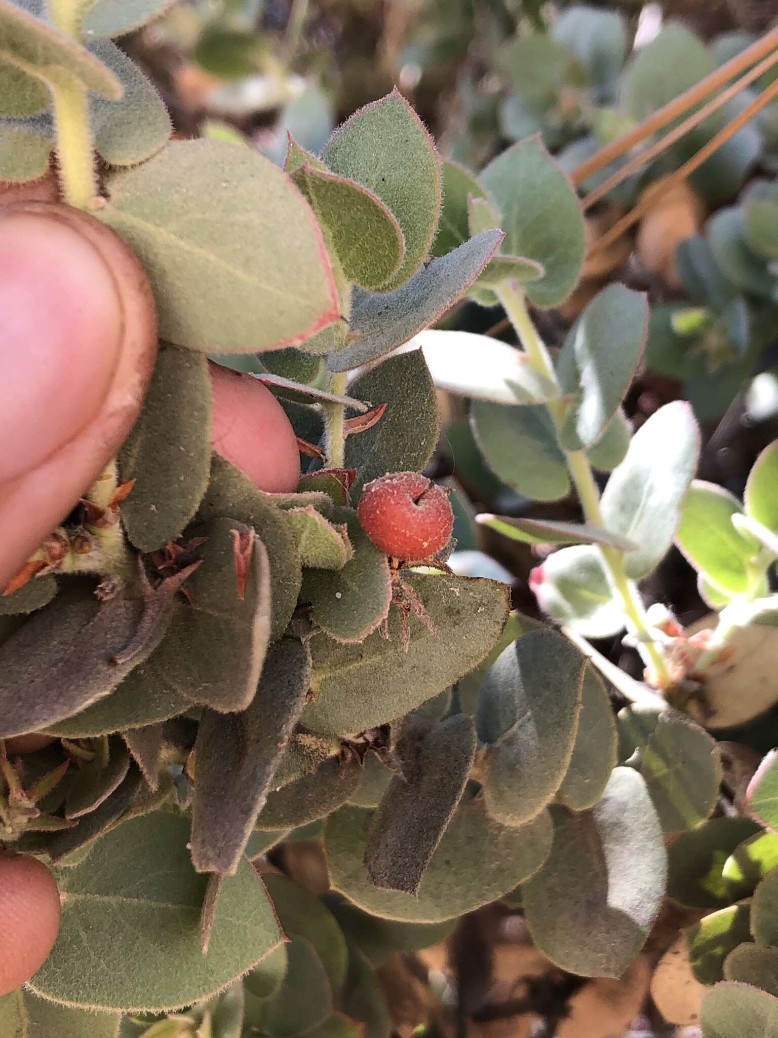 Imagem de Arctostaphylos luciana P. V. Wells