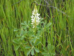 Image of hollowleaf annual lupine