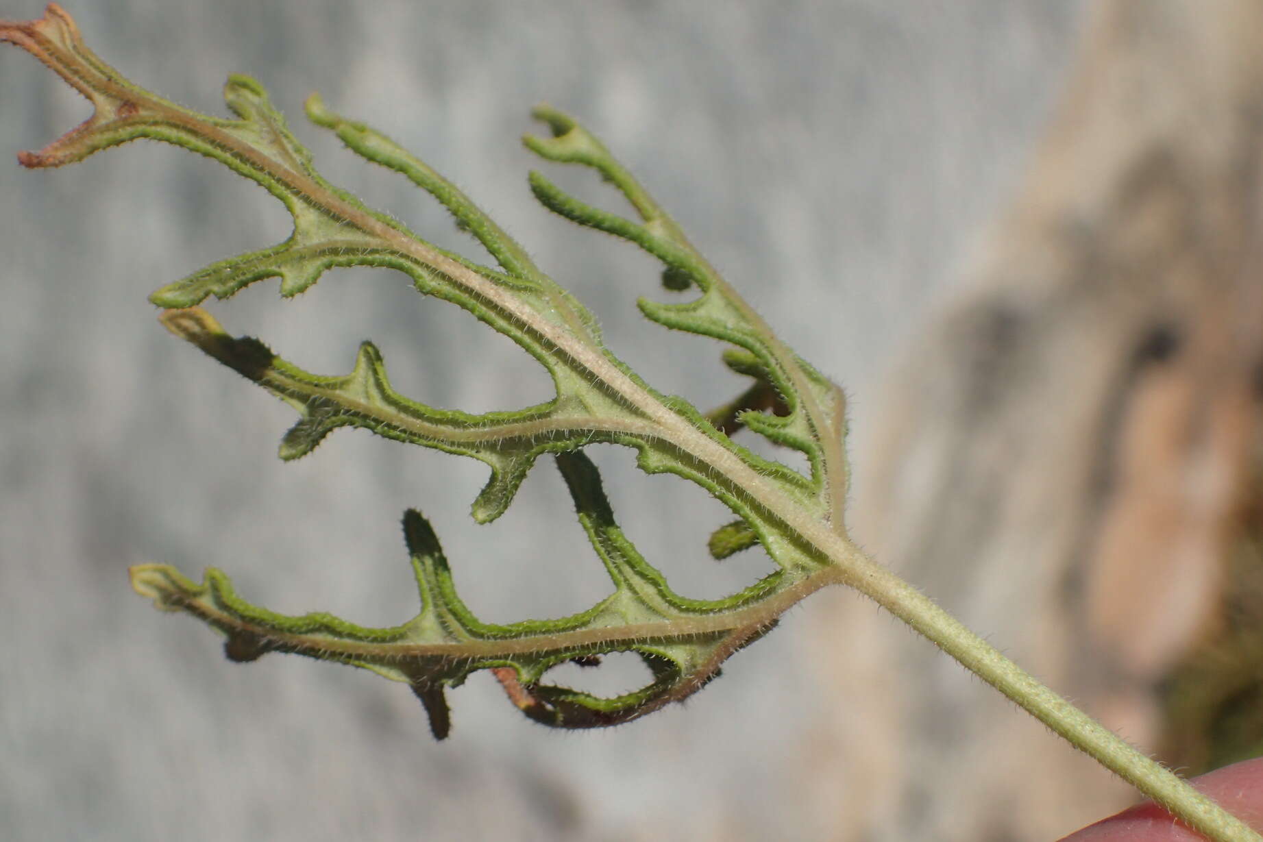 Image of rasp-leaf pelargonium