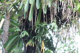 Image of cheiroglossa fern