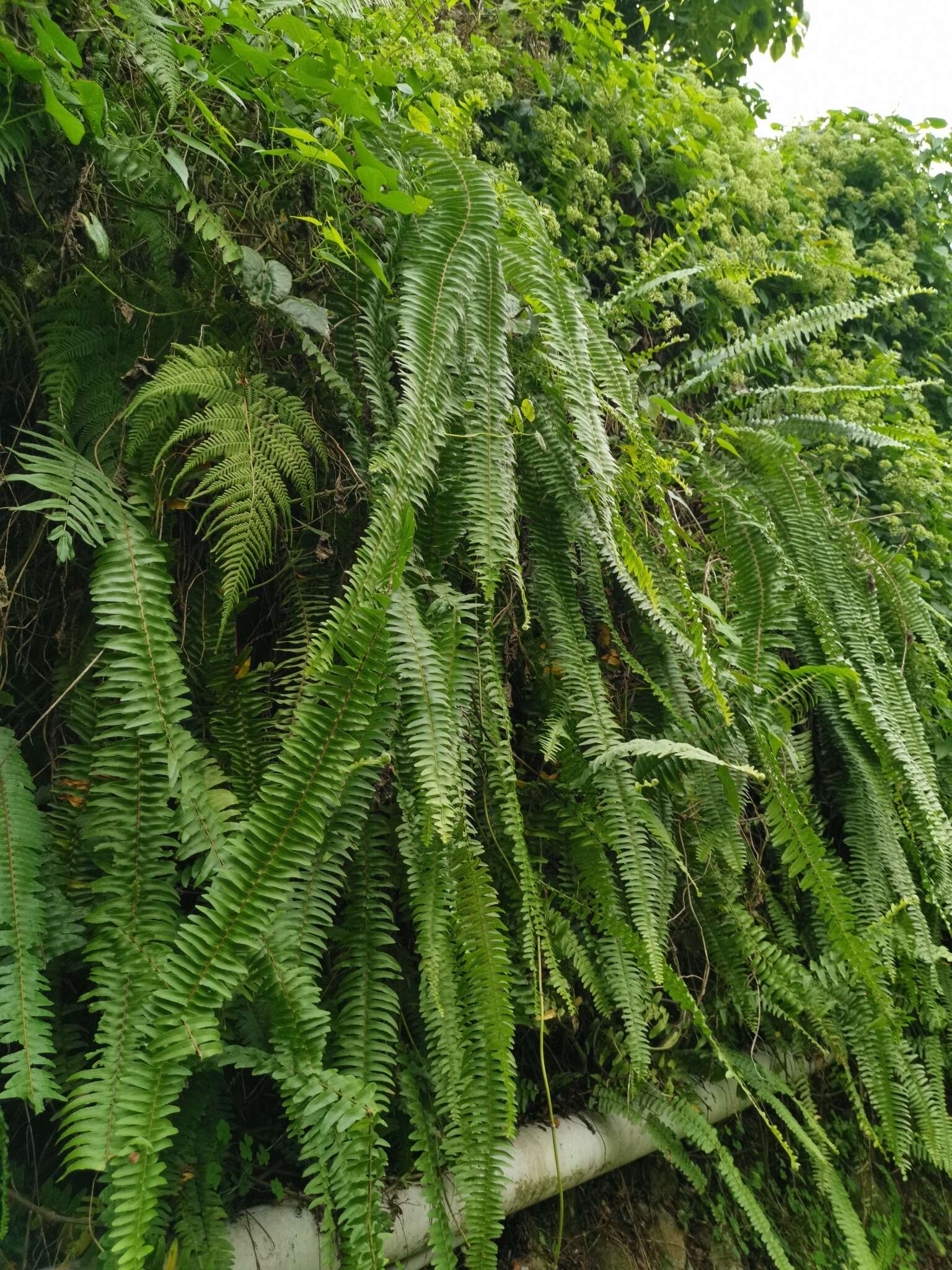 Imagem de Nephrolepis copelandii W. H. Wagner