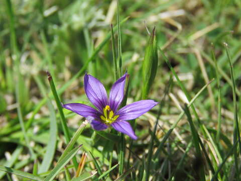 Sisyrinchium scabrum Schltdl. & Cham.的圖片