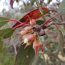 Image of Eucalyptus neutra D. Nicolle