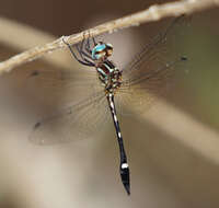 Image of Jade-striped Sylph