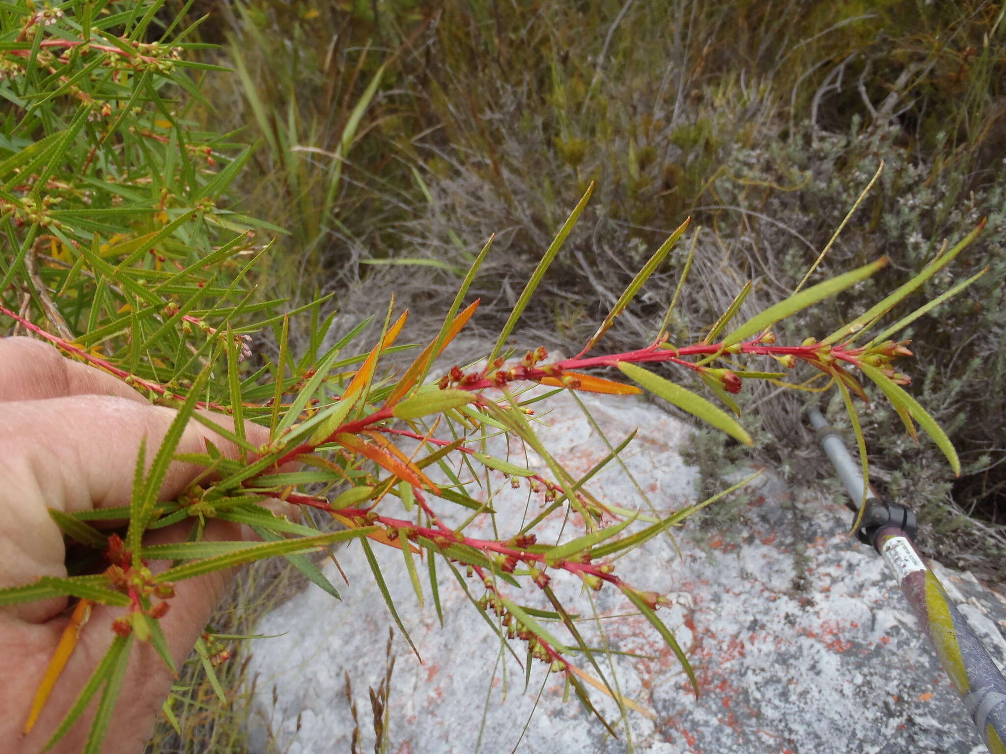 Image of Empleurum unicapsulare (L. fil.) Skeels