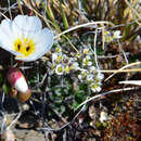 Image of Ellesmereland whitlowgrass