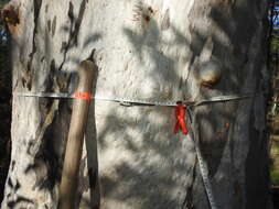 Image of scribbly gum