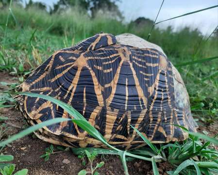 Imagem de Geochelone