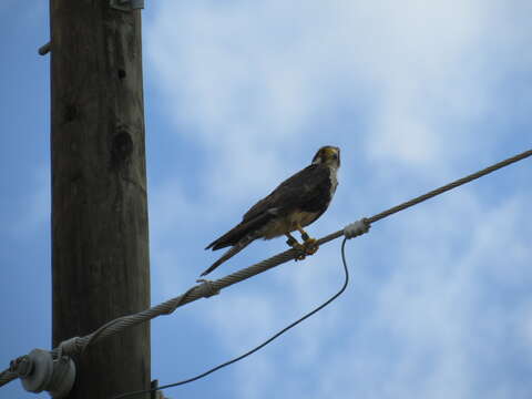 Image of Northern Aplomado Falcon