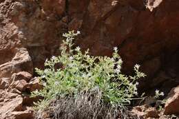 Image of Black Canyon gilia