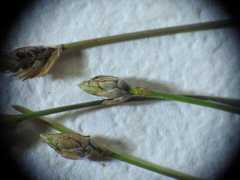 Image of Fimbristylis polytrichoides (Retz.) Vahl