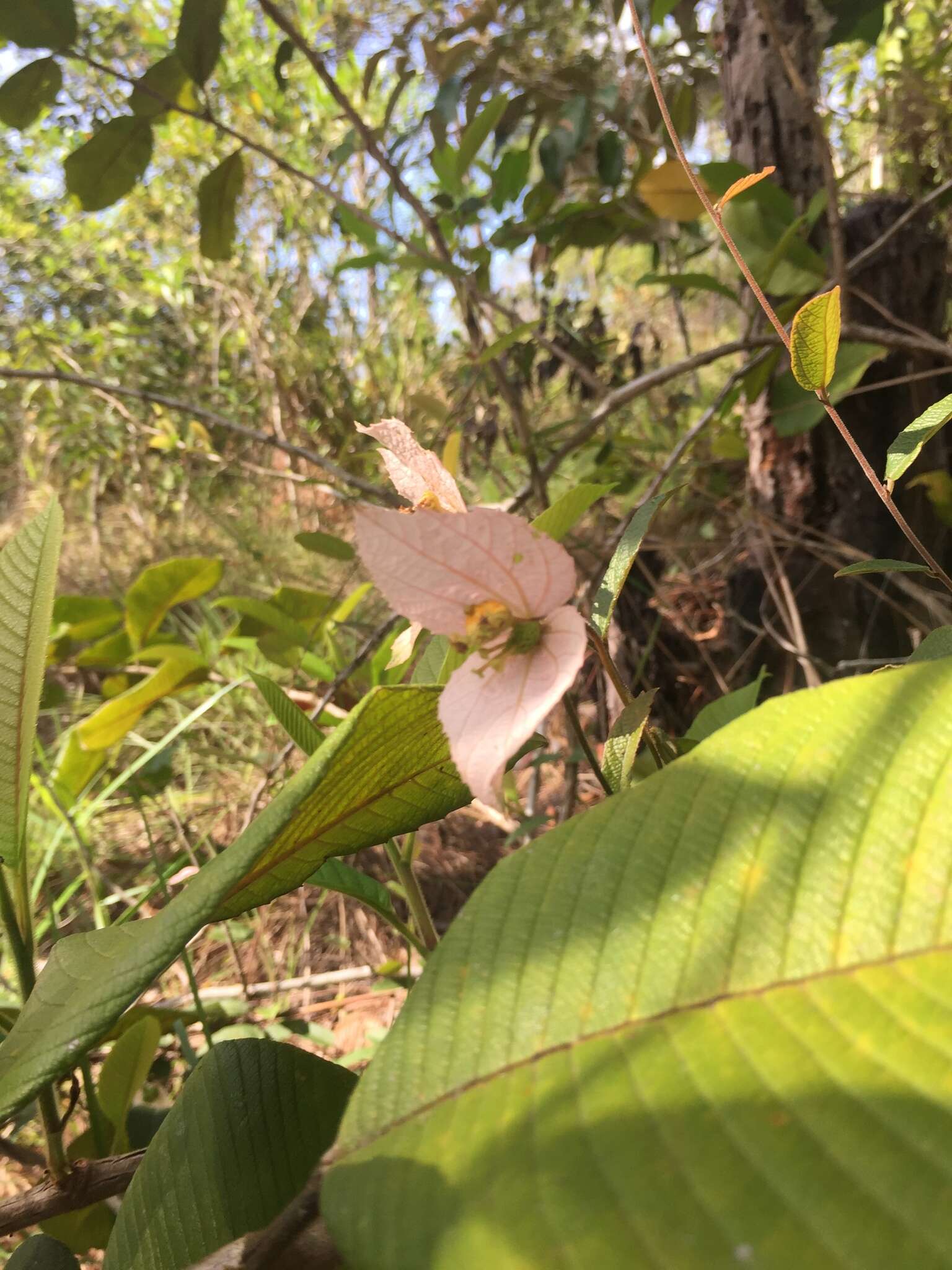 Image of Dalechampia schippii Standl.