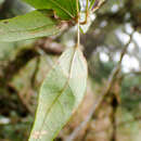 Image of Akebia trifoliata subsp. australis (Diels) Shimizu