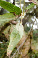 Imagem de Akebia trifoliata subsp. australis (Diels) Shimizu