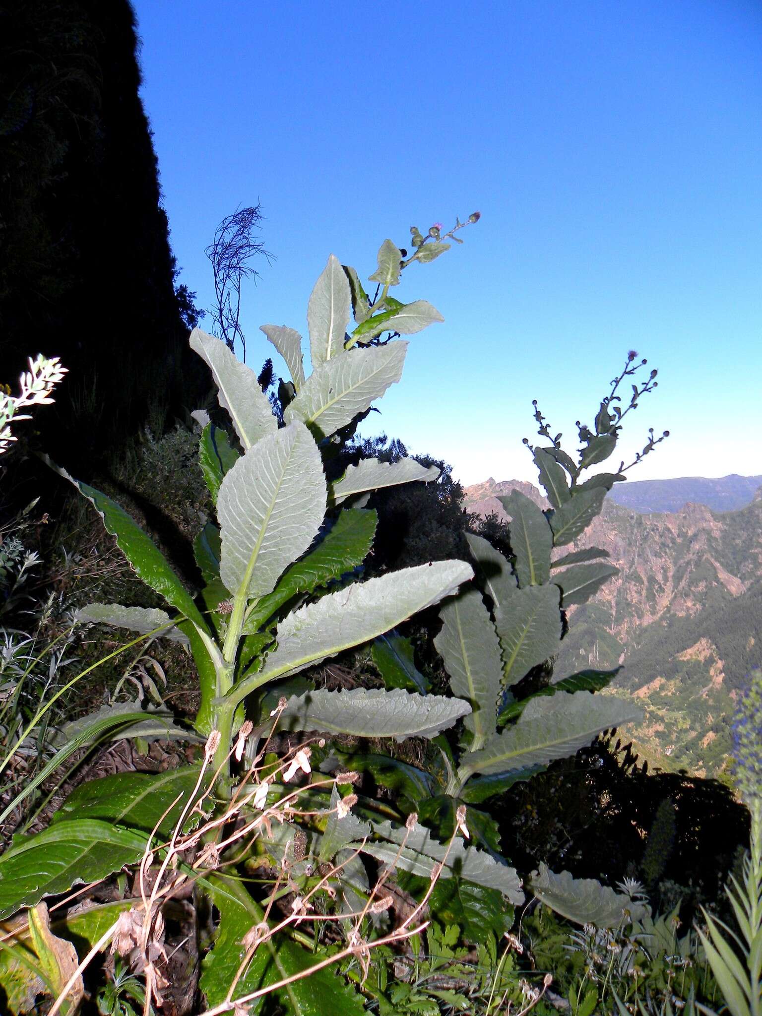 Image of Cirsium latifolium Lowe