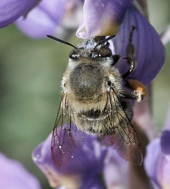 Слика од Anthophora edwardsii Cresson 1879