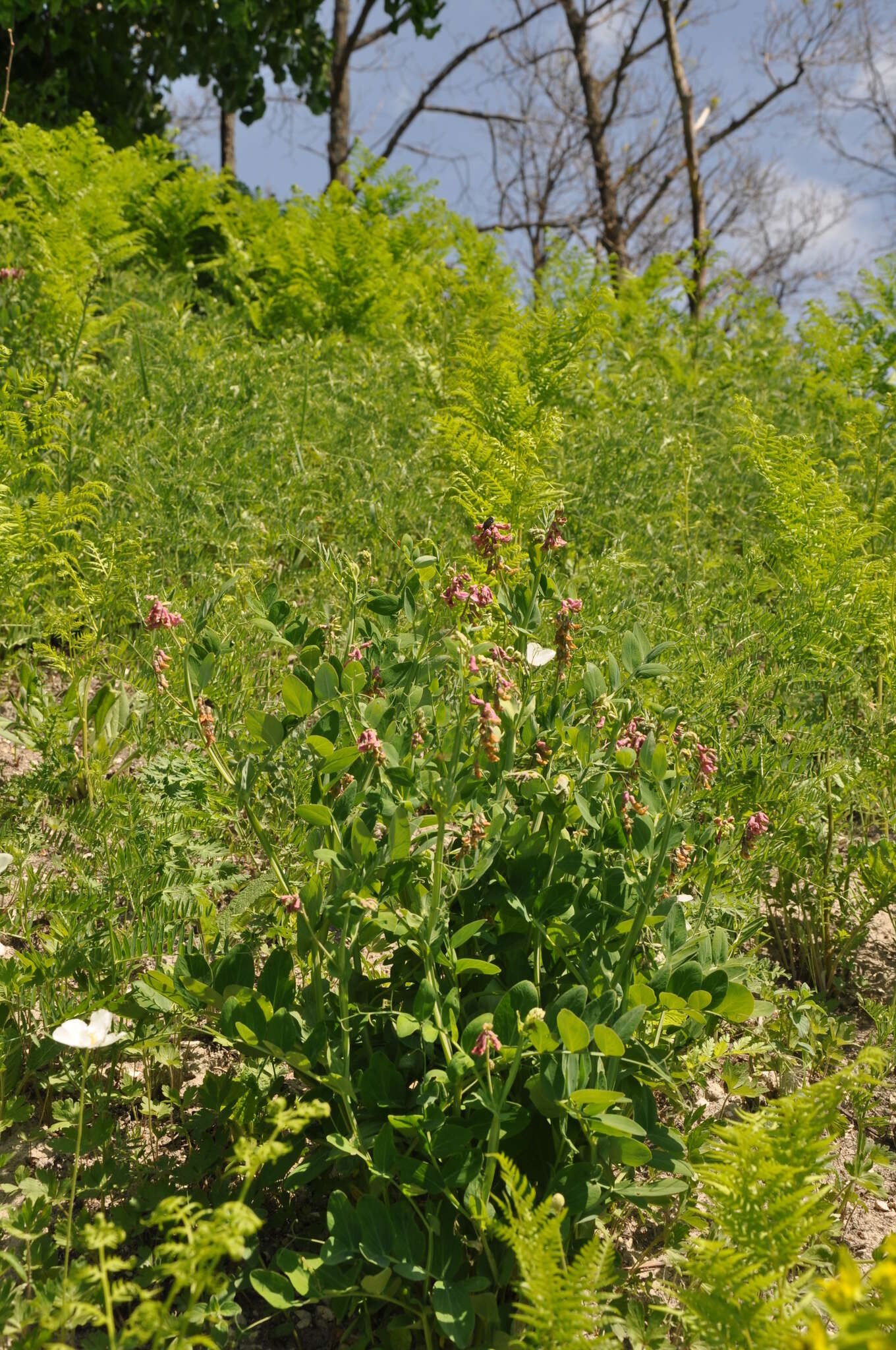 Image of Lathyrus pisiformis L.