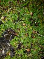 Image of Abrotanella pusilla (Hook. fil.) Hook. fil.