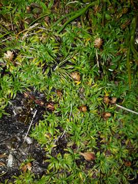 Image of Abrotanella pusilla (Hook. fil.) Hook. fil.