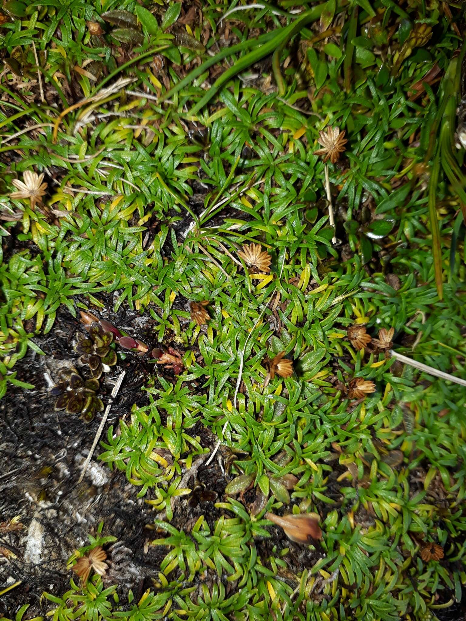 Image of Abrotanella pusilla (Hook. fil.) Hook. fil.