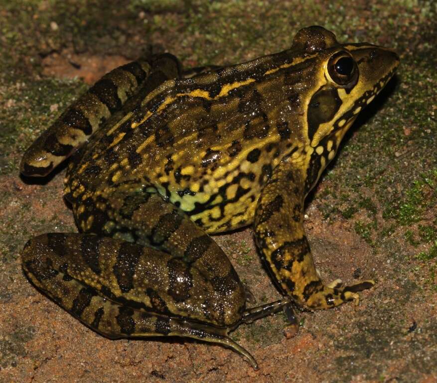 Image of Angola Frog