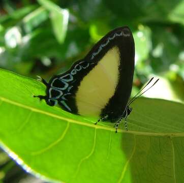 Image of Hypolycaena danis (Felder & Felder 1865)