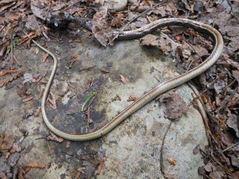 Image of Eastern Ribbon Snake