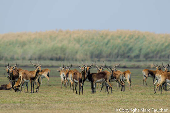 Image of Black Lechwe