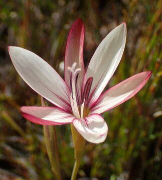 Image of Geissorhiza fourcadei (L. Bolus) G. J. Lewis