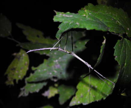 Image of Tamaulipan Walkingstick