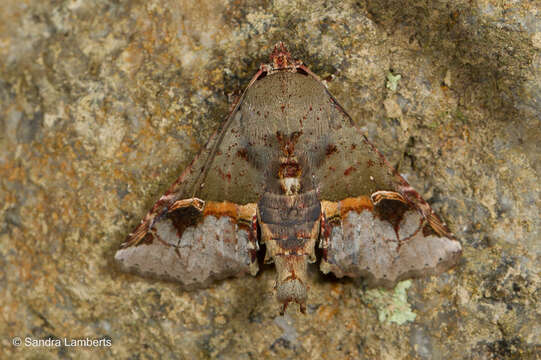 Image of Targalla subocellata (Walker)