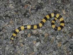 Image of Coastal Burrowing Snake