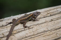 Image of Painted Tree Iguana