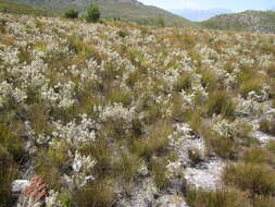 Image of Erica penicilliformis Salisb.