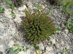 Image of Rhodiola coccinea (Royle) A. Boriss.