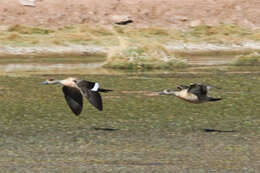 Image of Andean Crested Duck