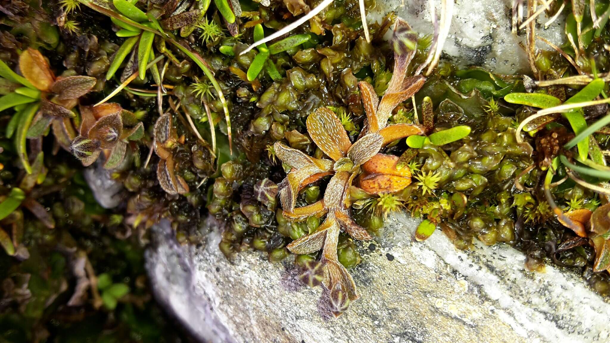 Image of Myosotis bryonoma Meudt, Prebble & Thorsen