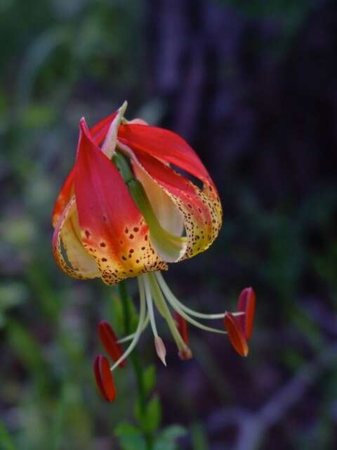 Lilium michauxii Poir. resmi