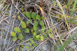 Image of beach pea