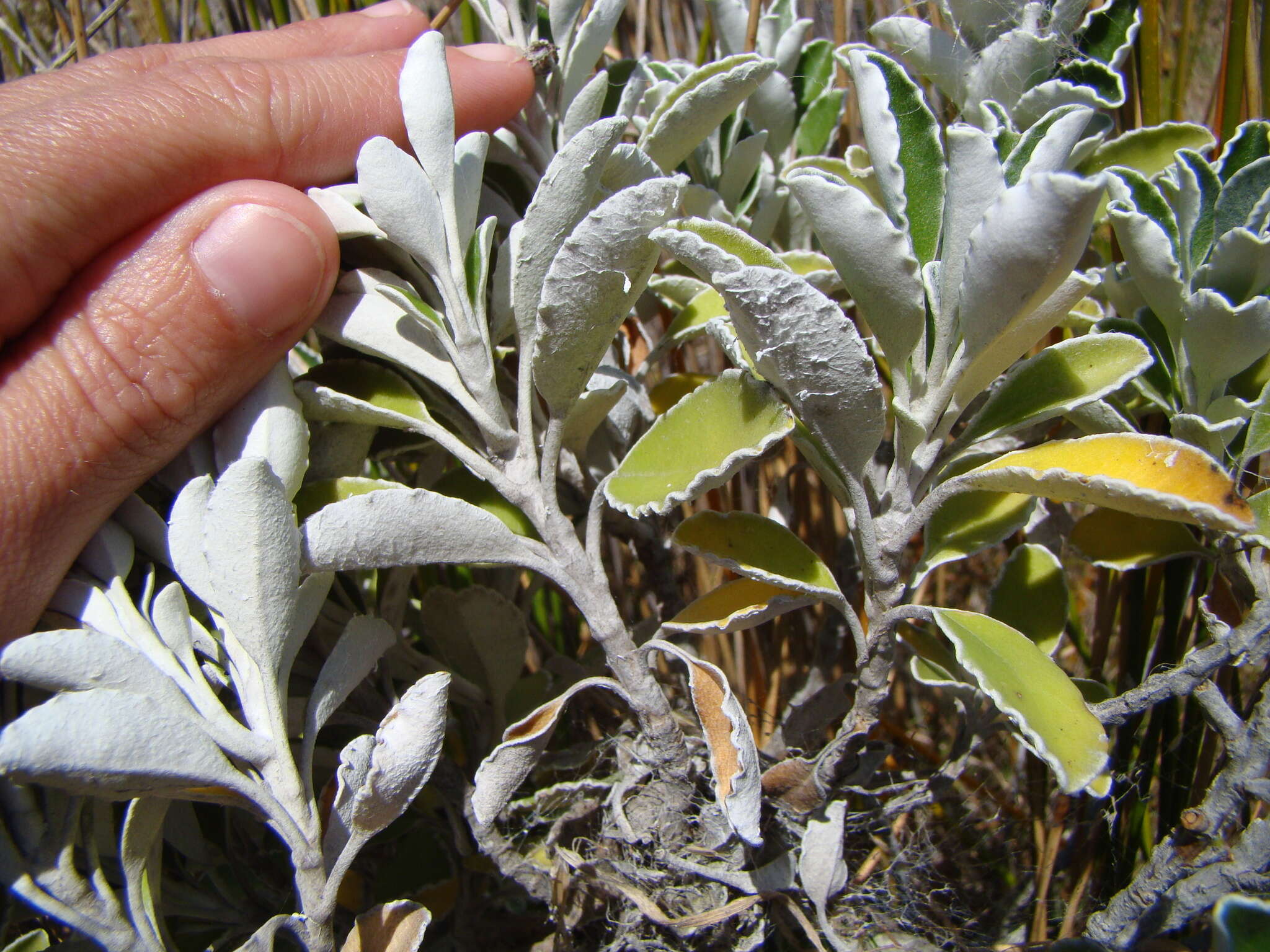 Image of piecrust plant