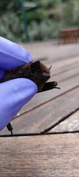 Image of Madeira Pipistrelle