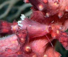 Image of Dentiovula mariae (F. A. Schilder 1941)