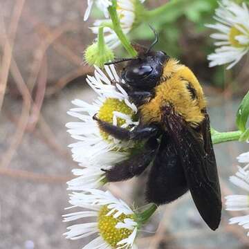 Imagem de Xylocopa appendiculata Smith 1852