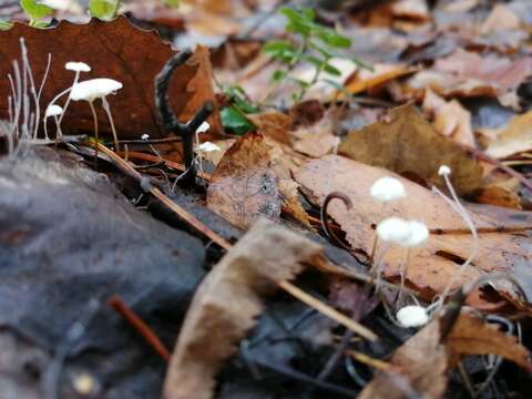 Image of Marasmius epiphyllus (Pers.) Fr. 1838