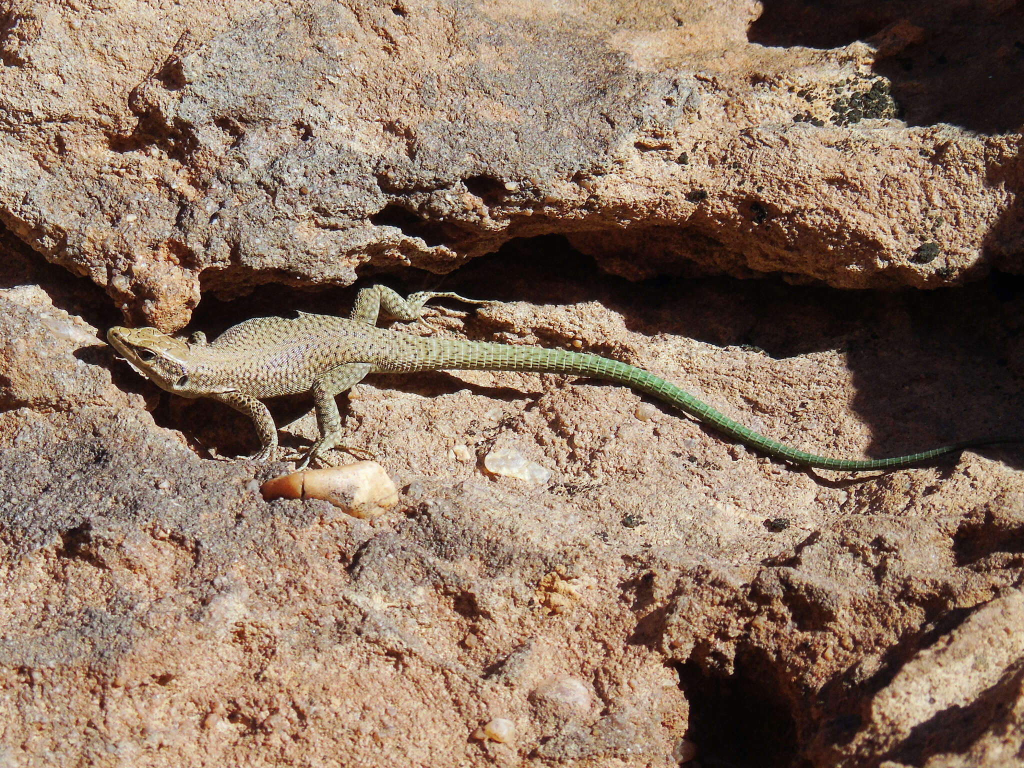 Image of Phoenicolacerta kulzeri (Müller & Wettstein 1932)