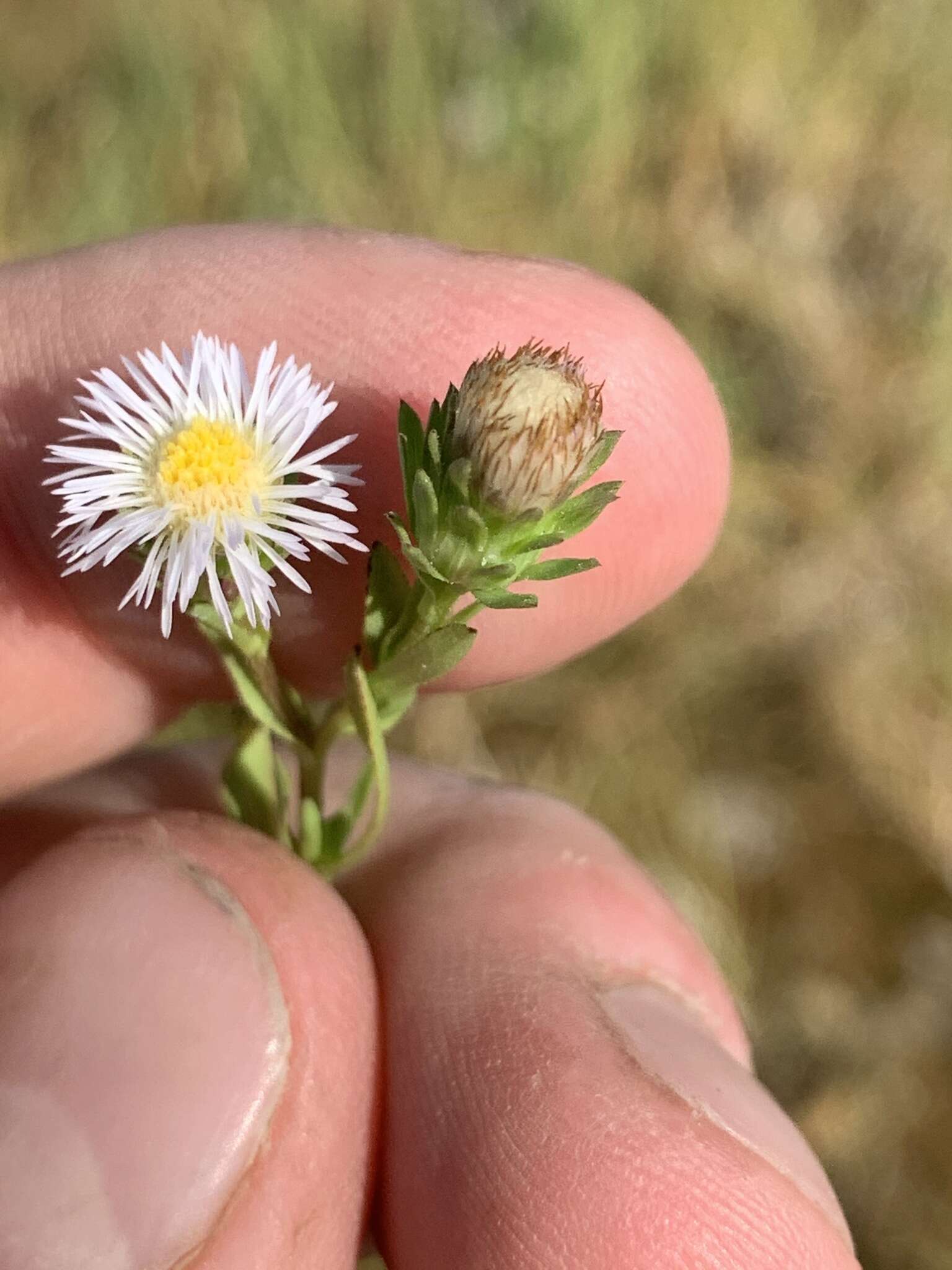 Image of short-rayed alkali aster