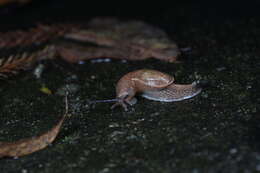 Image of Yellow-shelled semi-slugs