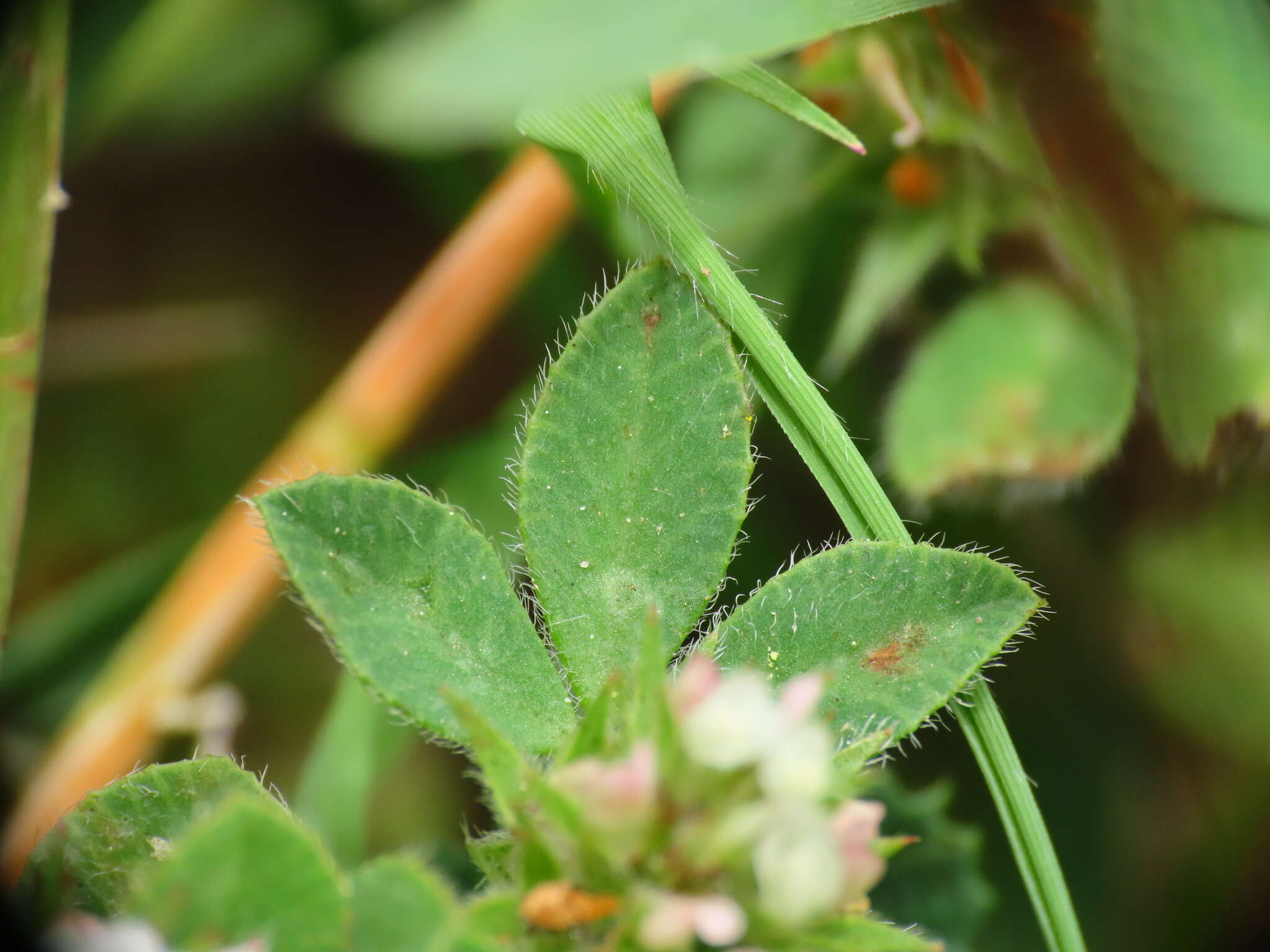 Plancia ëd Trifolium scabrum L.