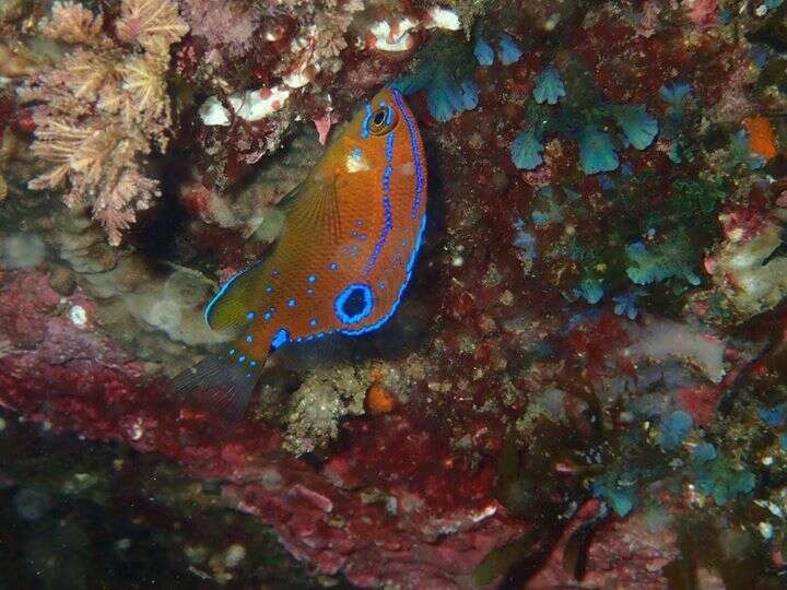 Image of White-ear scalyfin